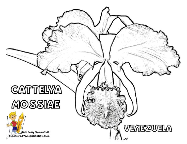 Venezuelacattelyafloweratcoloring