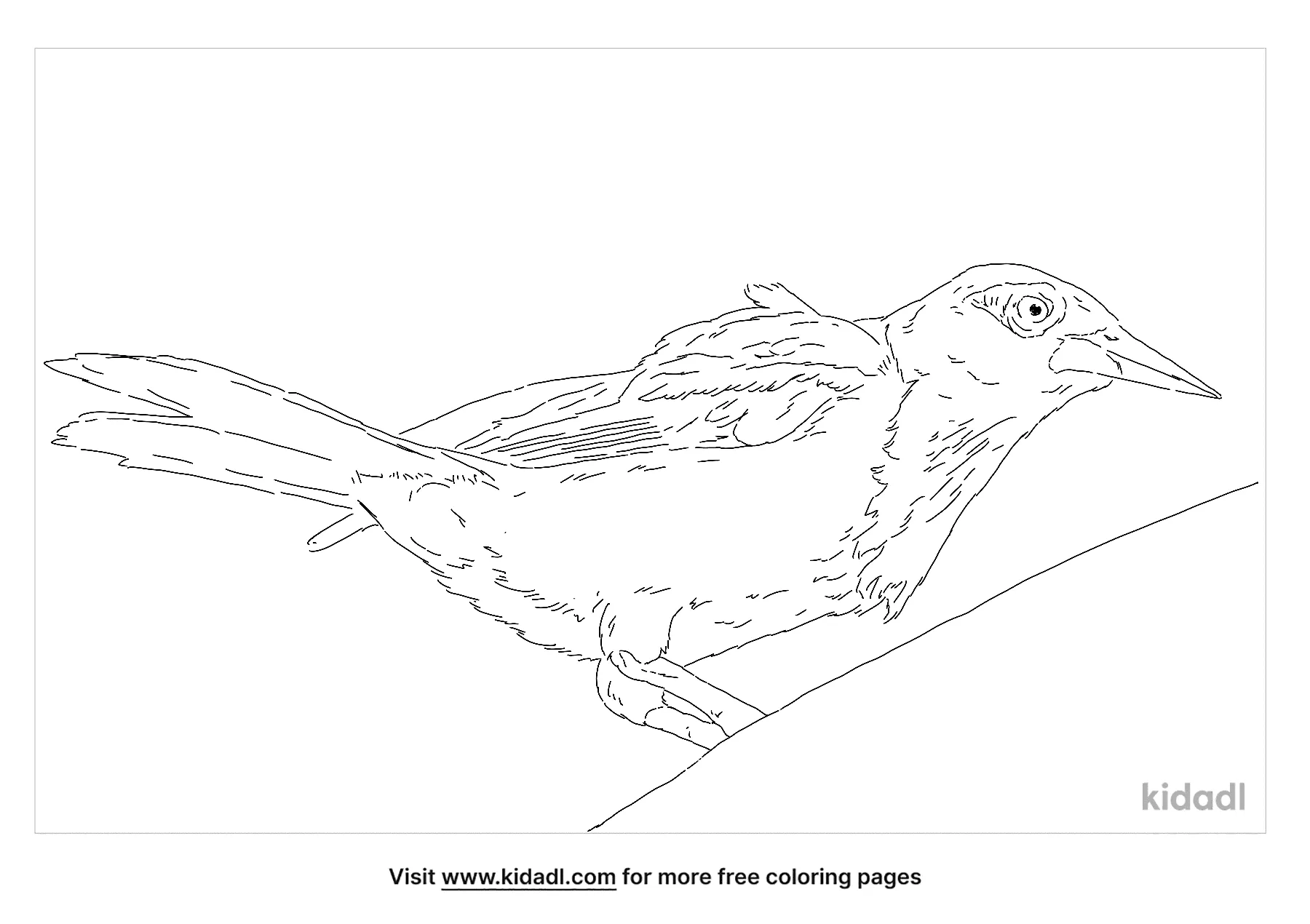 Free venezuelan troupial coloring page coloring page printables