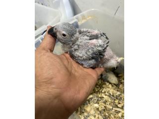 African gray bebe pra y venta de mascotas y accesorios en