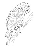 Puerto rican parrot coloring page free printable coloring pages