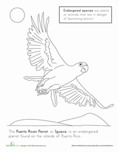 Puerto rican parrot worksheet education coloring pages puerto ricans bilingual activities