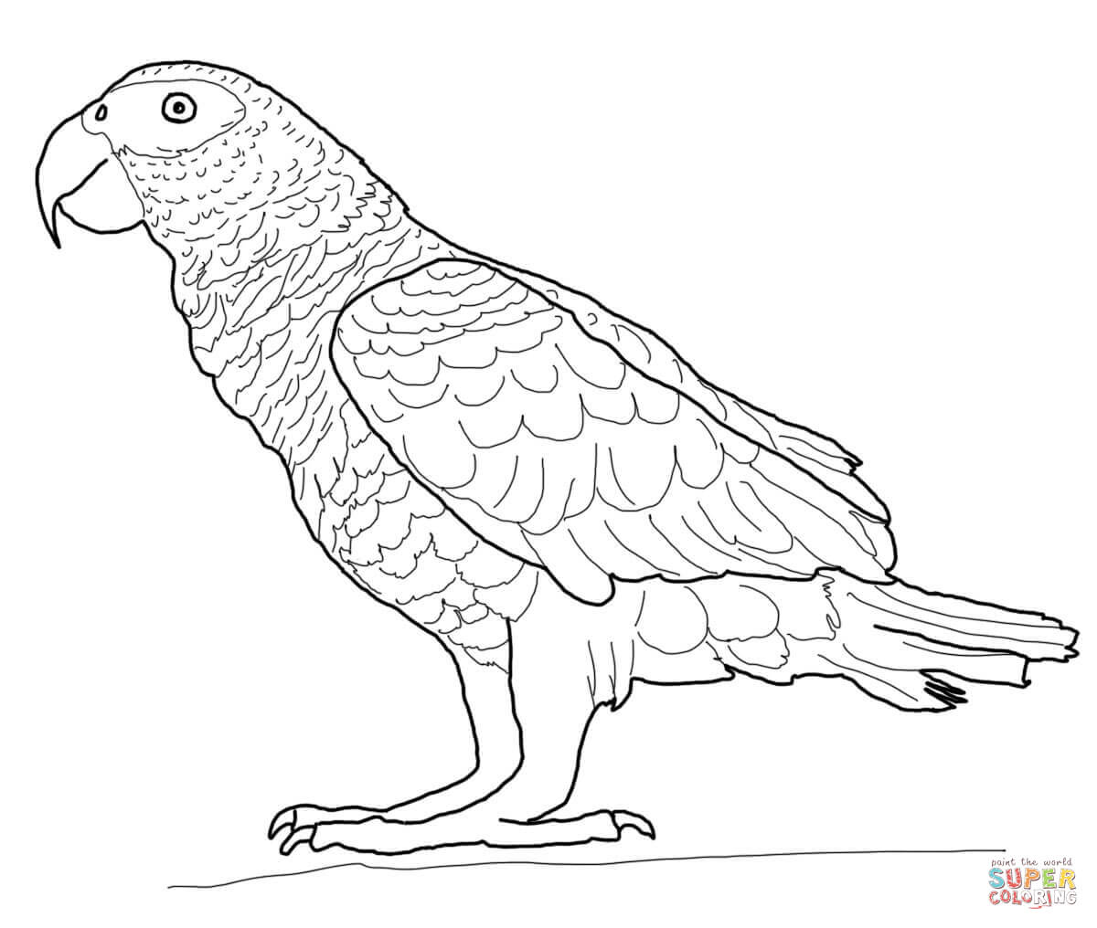 African gray parrot coloring page free printable coloring pages