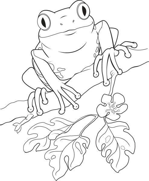 Coloring page frog coloring pages animal coloring pages drawings