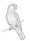 Puerto rican parrot coloring page free printable coloring pages