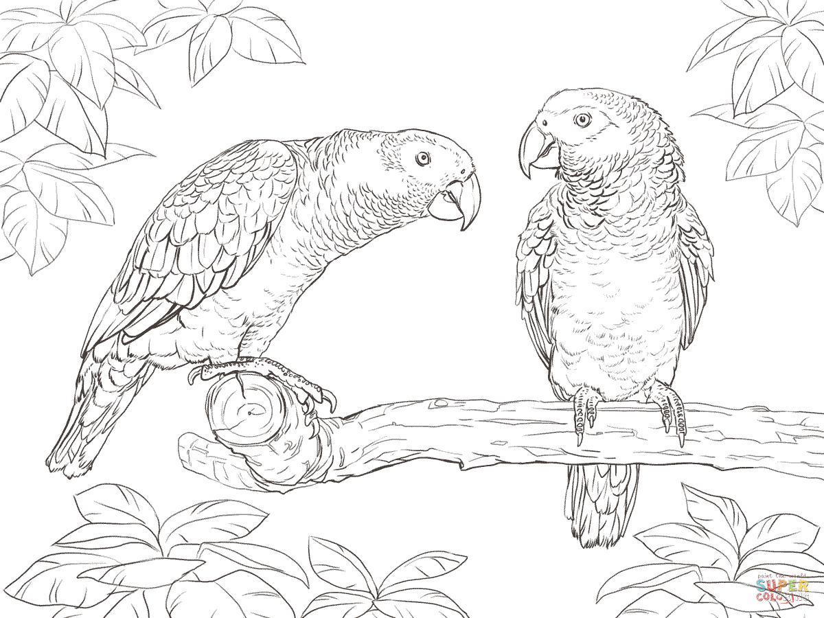 Two african grey parrots coloring page free printable coloring pages