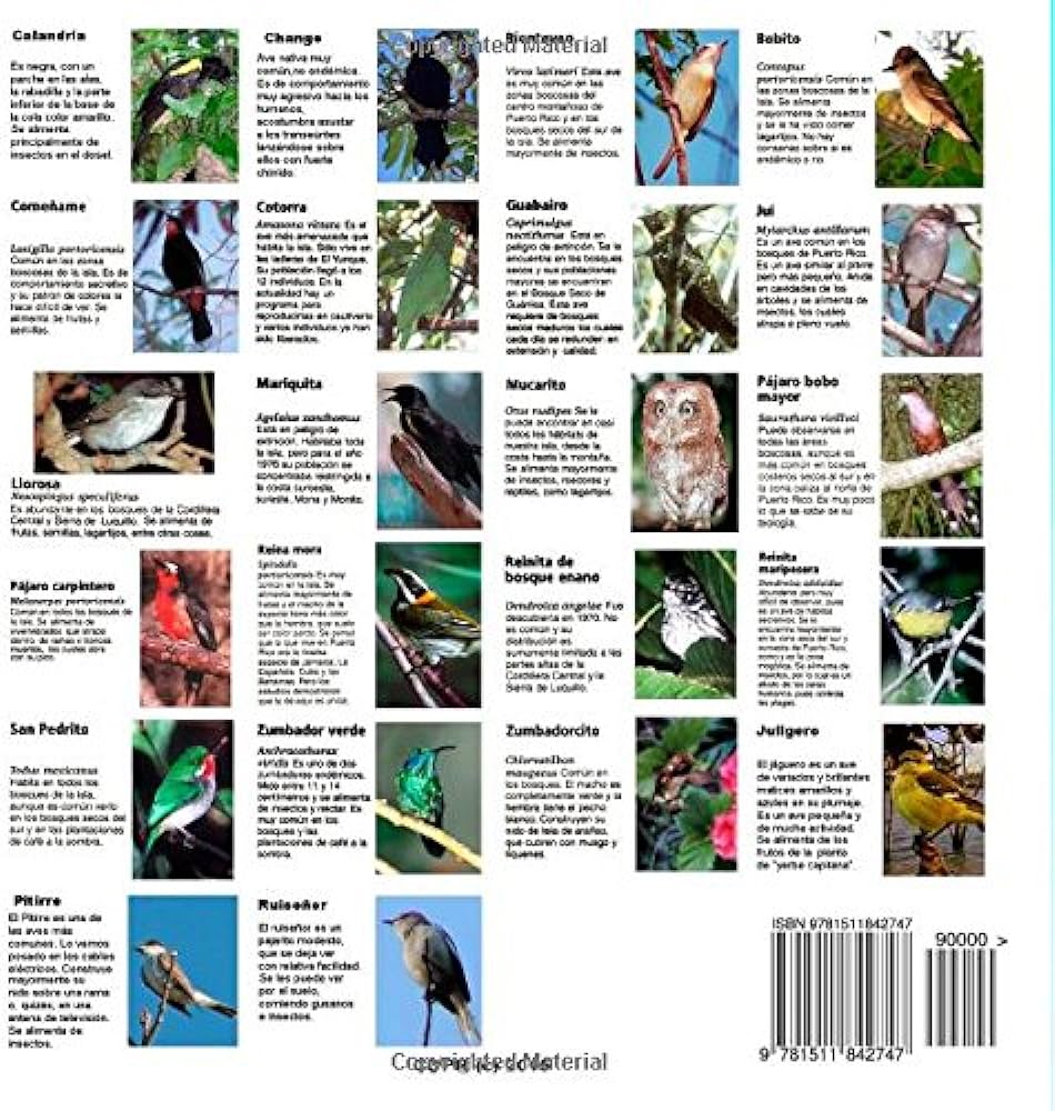 Aves de puerto rico informacion y dibujos para colorear spanish edition soto roland borges books