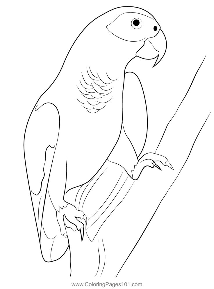 African gray parrot coloring page african grey parrot coloring pages african grey