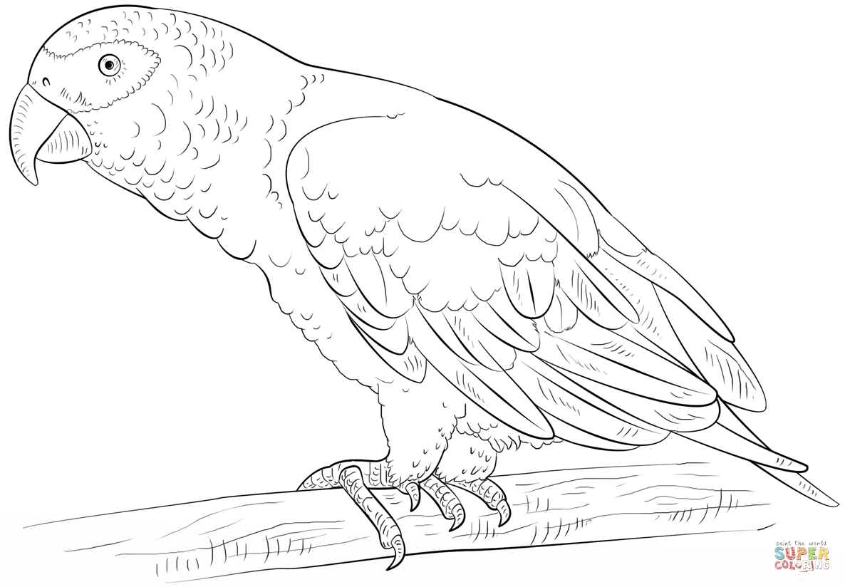 African grey parrot coloring page free printable coloring pages