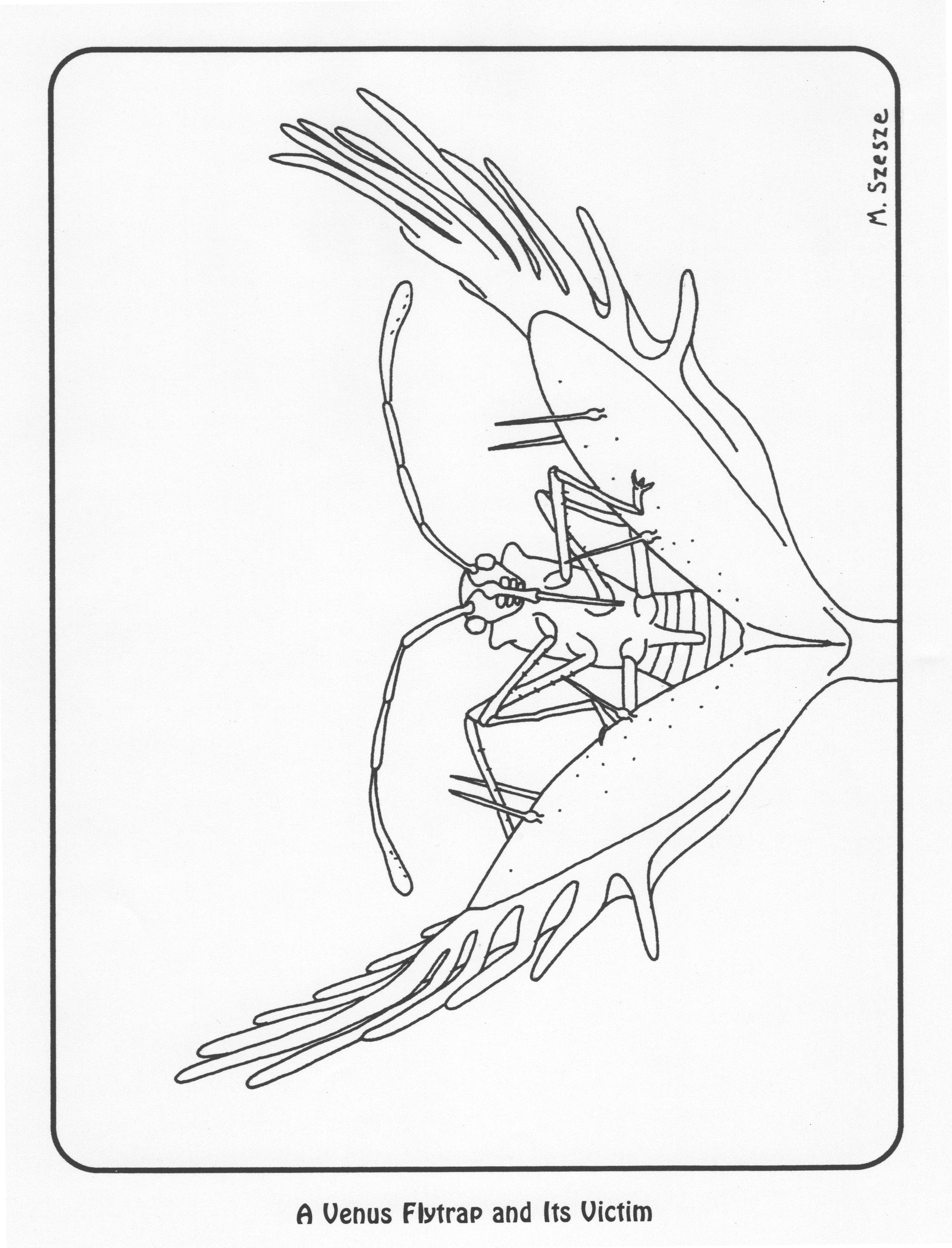 Free carnivorous plant coloring pages