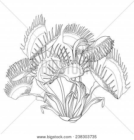 Vector drawing venus vector photo free trial bigstock