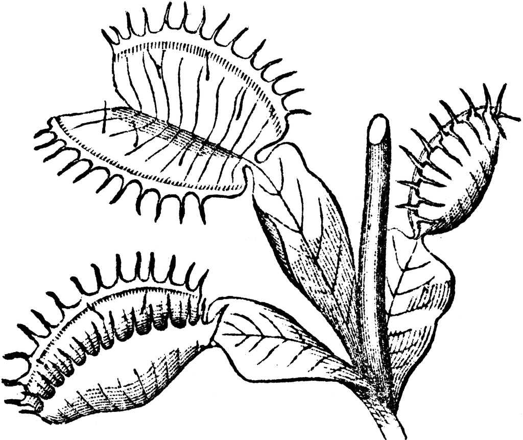 Dionaea clipart