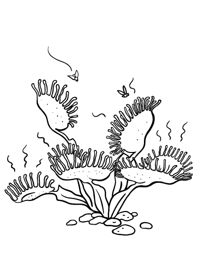 Free venus flytrap coloring page