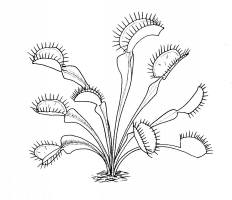 Carnivorous plants coloring pages â ellen mchenrys basement workshop