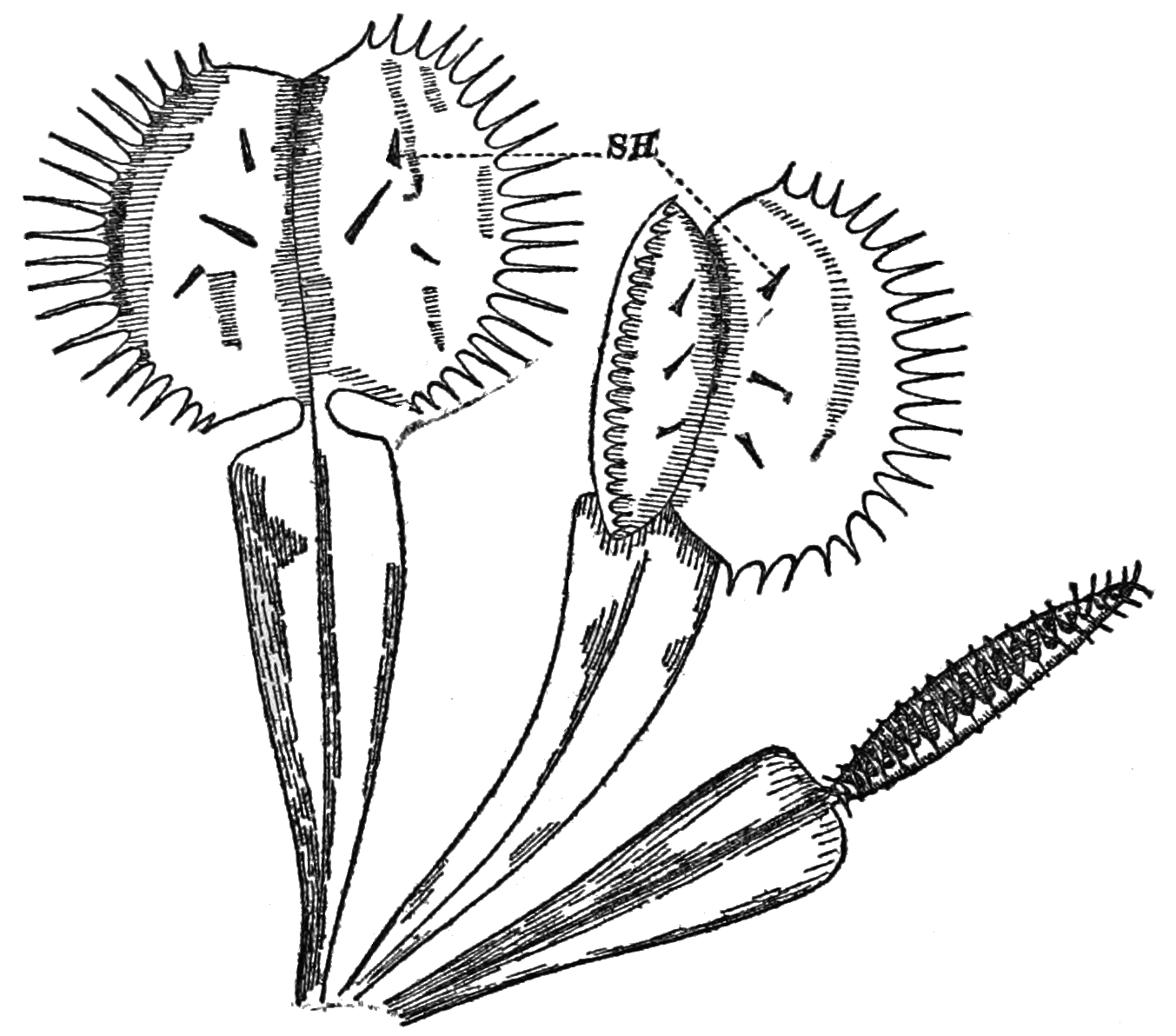 Filepsm v d vus flytrap dionaea muscipulapng