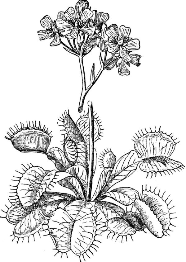 Free venus flytrap coloring pages printable pdf