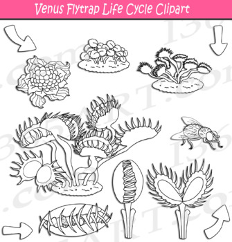 Venus flytrap life cycle clipart by i art