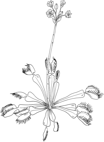 Dionaea muscipula venus flytrap coloring page free printable coloring pages