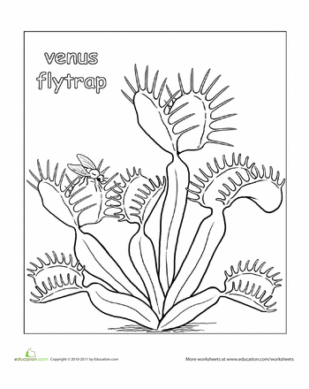 Color the venus flytrap worksheet education venus fly trap carnivorous plants coloring pages