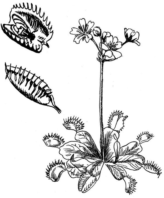 Free venus flytrap coloring pages printable pdf