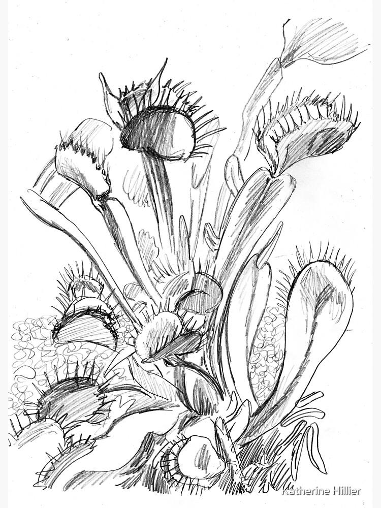 Venus flytrap sketch greeting card for sale by katherine hillier
