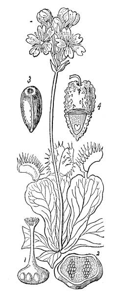 Botany plants antique engraving illustration dionaea muscipula stock illustration