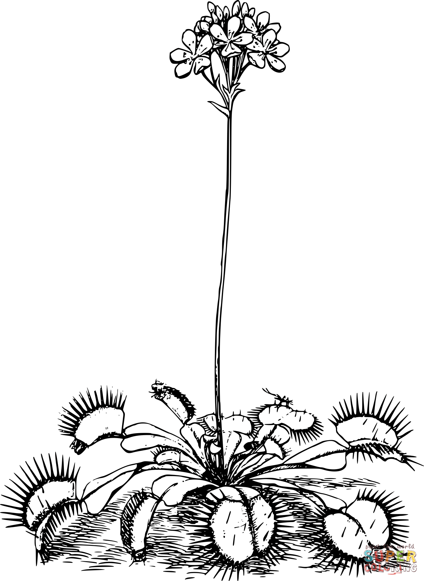 Vintage simple venus fly trap coloring page free printable coloring pages