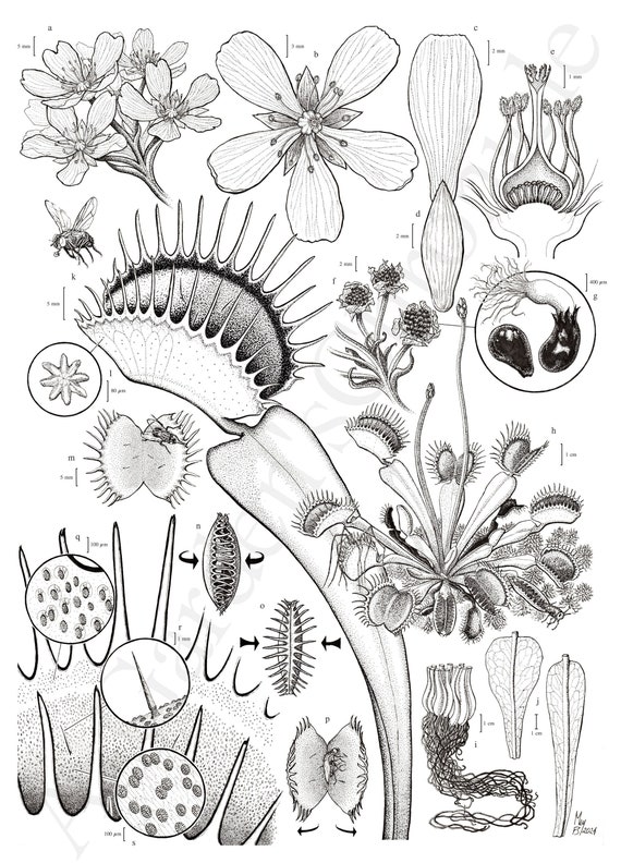 Dionaea muscipula scientific illustration print