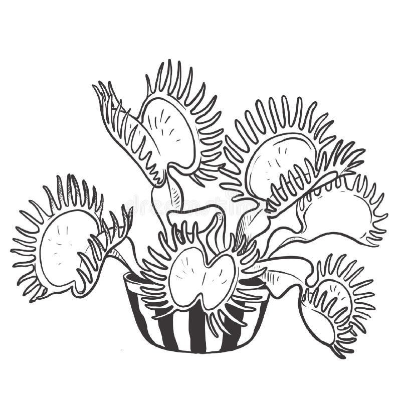 Dionaea muscipula stock illustrations â dionaea muscipula stock illustrations vectors clipart