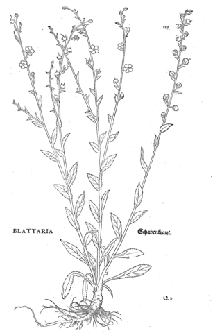 Verbascum blattaria coloring page free printable coloring pages