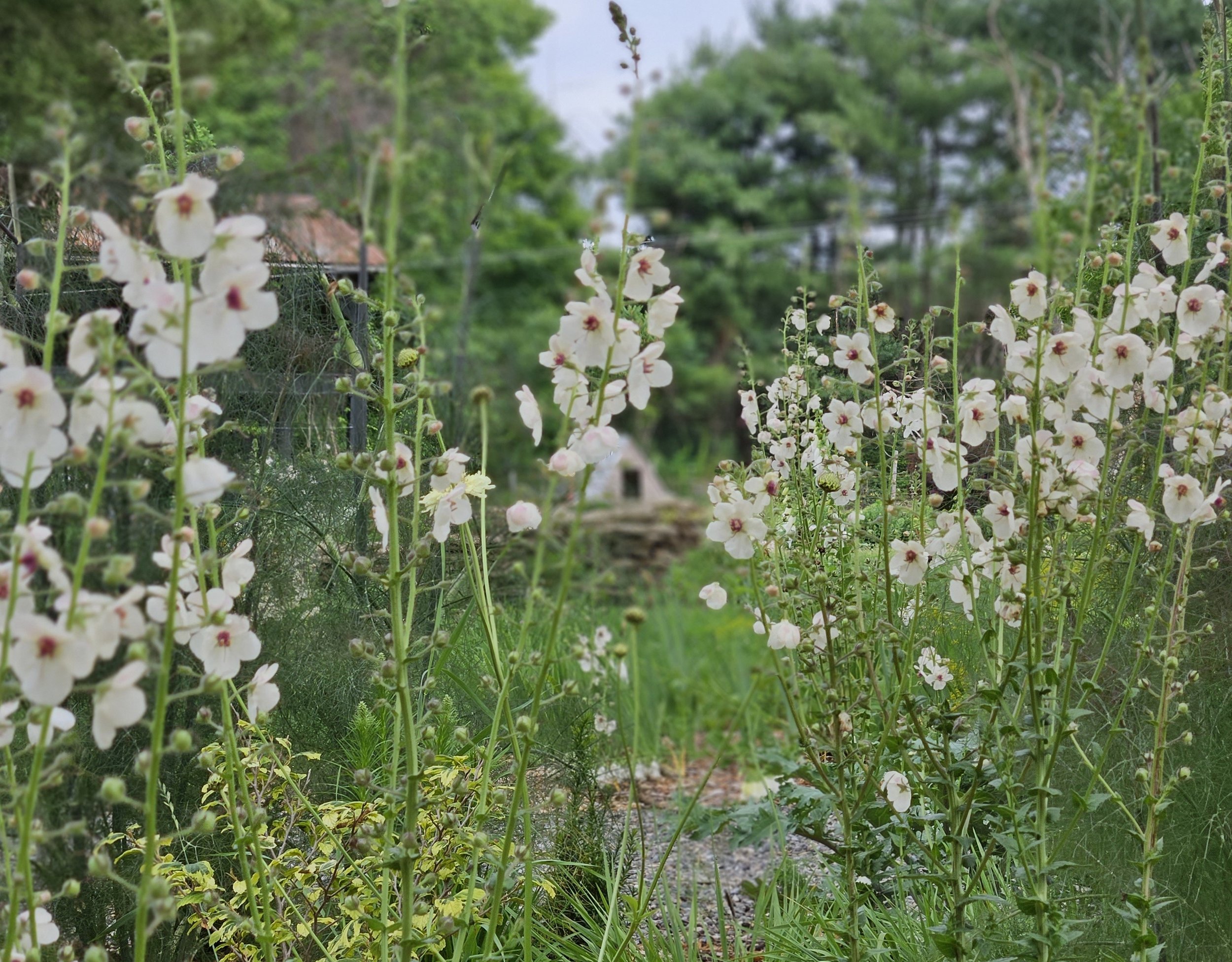 Verbascum blattaria f albiflorum â the old dairy nursery gardens