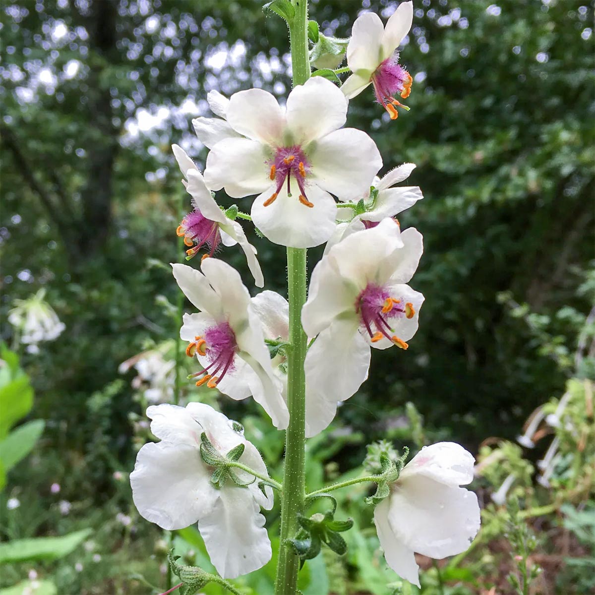 Verbascum blattaria f albiflorum â barnsdale gardens