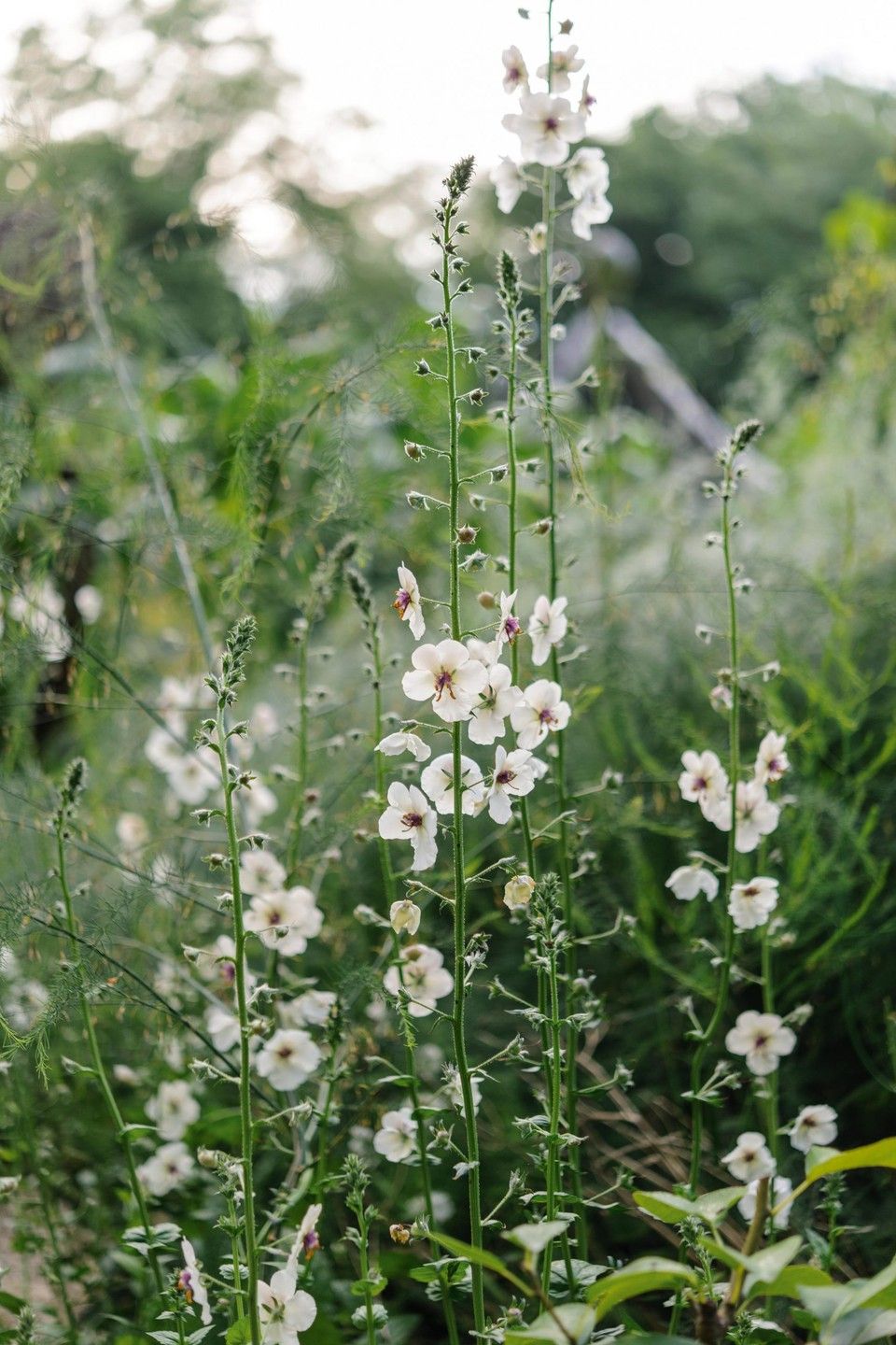 Verbascum how to grow verbascum perenner trãdgãrdsplanering vãxter