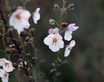 Verbascum blattaria alba white blush seed