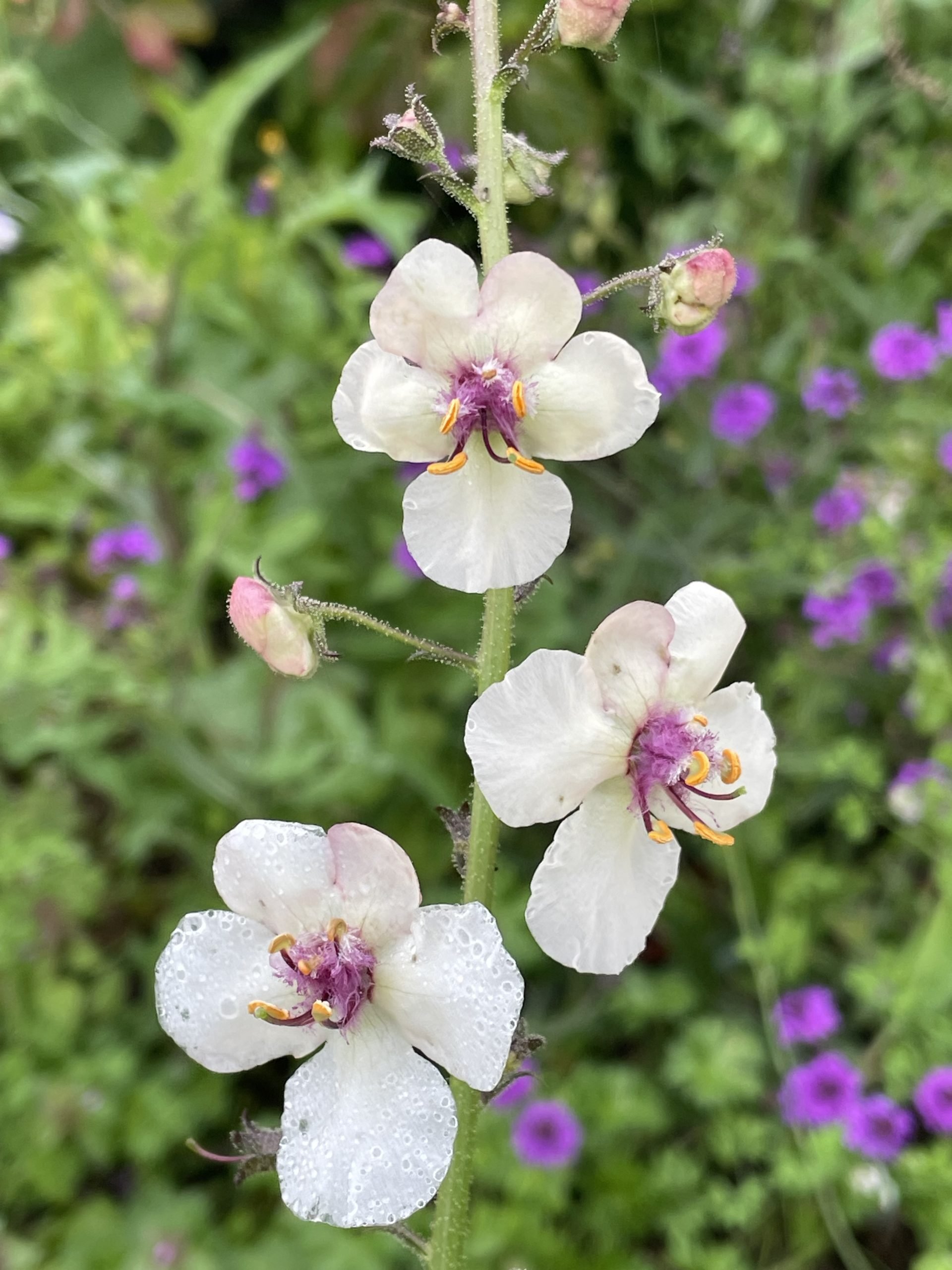 Verbascum blattaria white blush