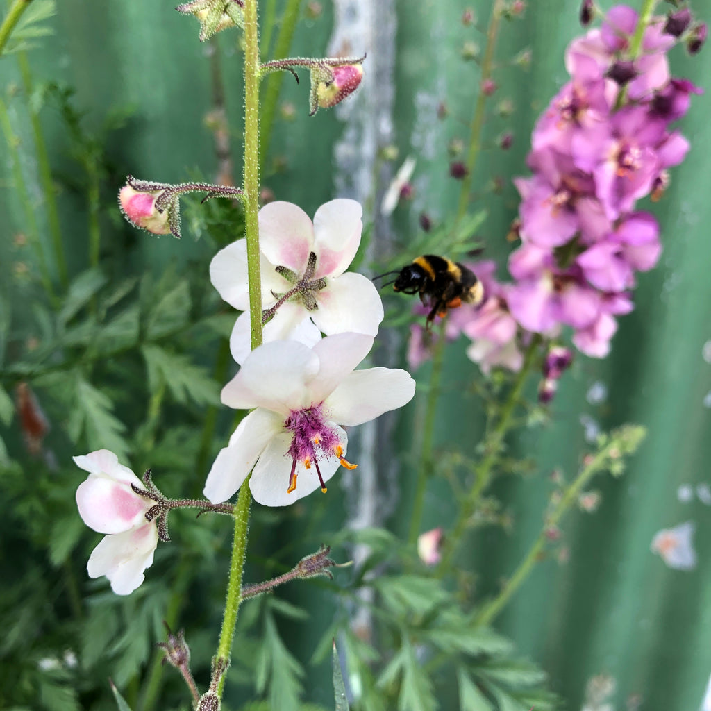 Verbascum blattaria white blush â puriri lane addenbrooke