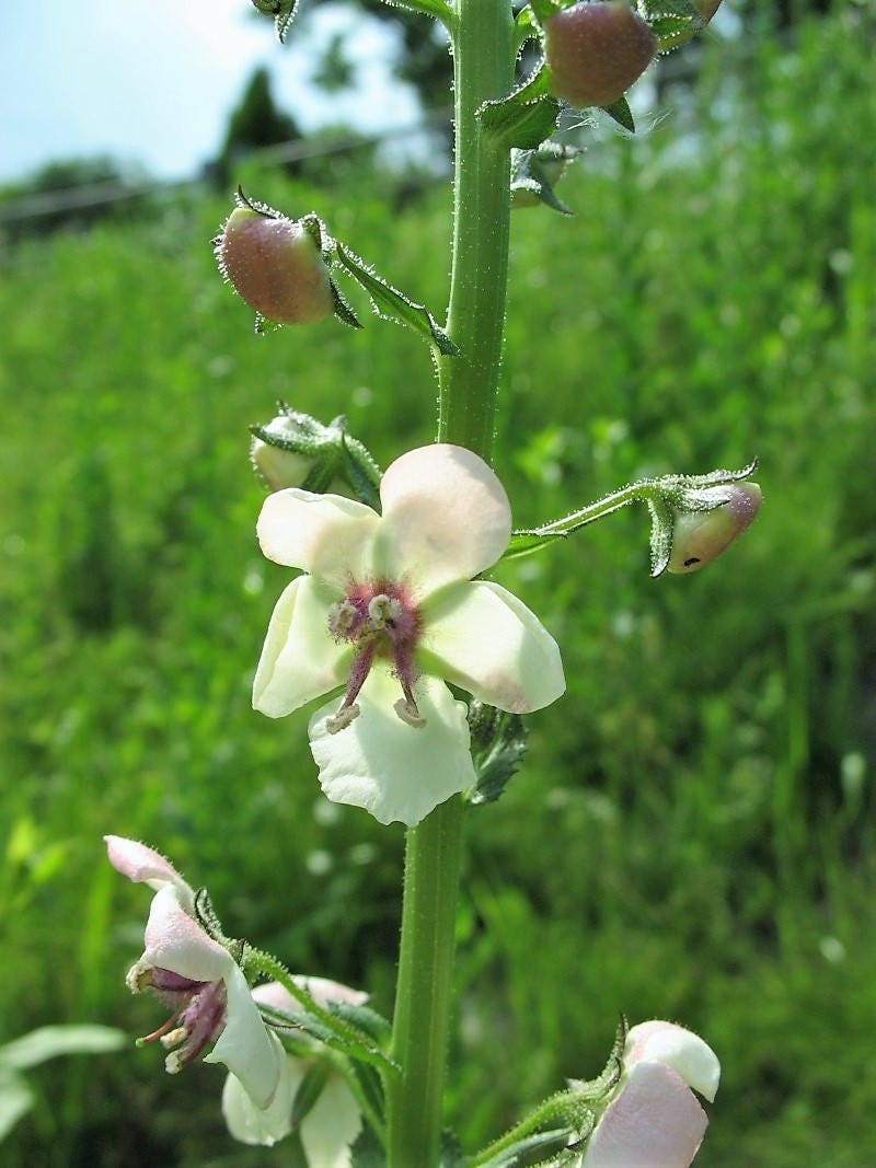 White blush verbascum blattaria albiflorum moth mullein flower see â seedville usa