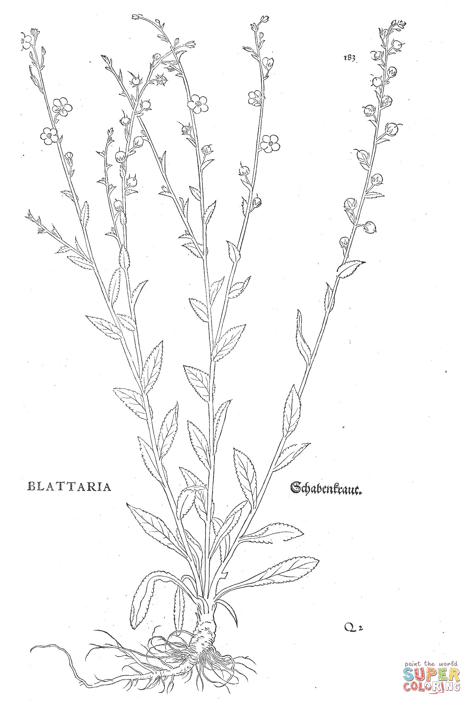 Verbascum blattaria coloring page free printable coloring pages