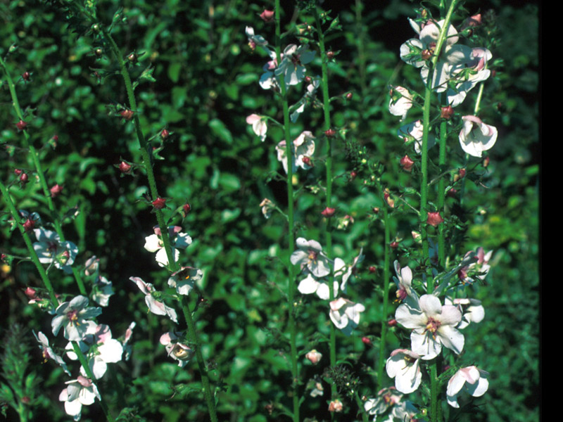 Verbascum blattaria albiflorum seed