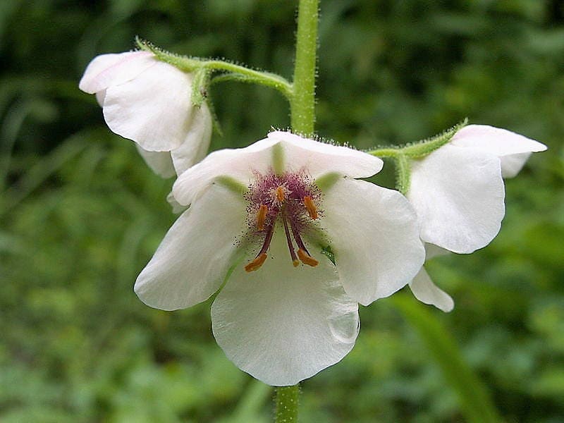 White blush verbascum blattaria albiflorum moth mullein flower see â seedville usa