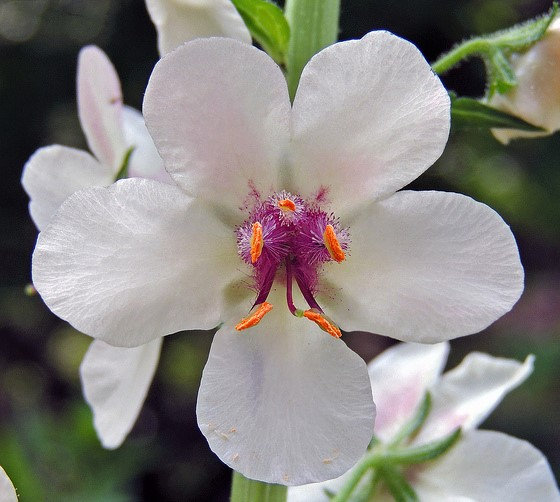 Verbascum blattaria