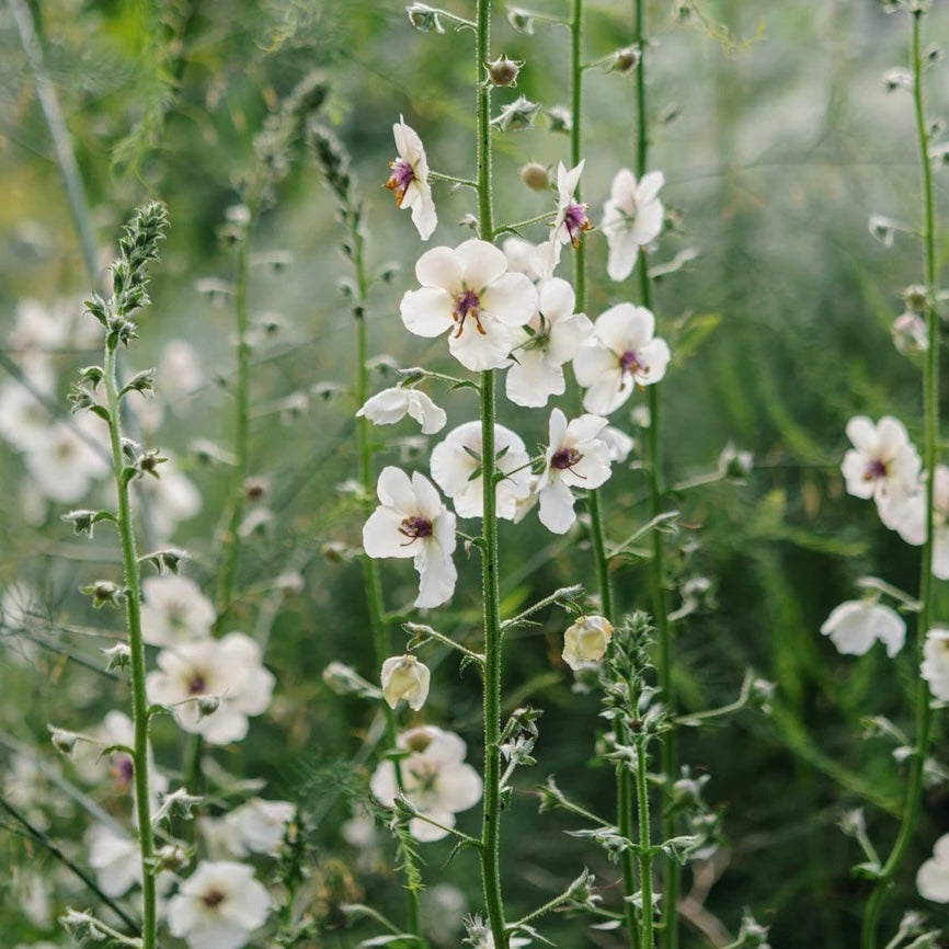 Verbascum blattaria falbiflorum â susie ripley gardening