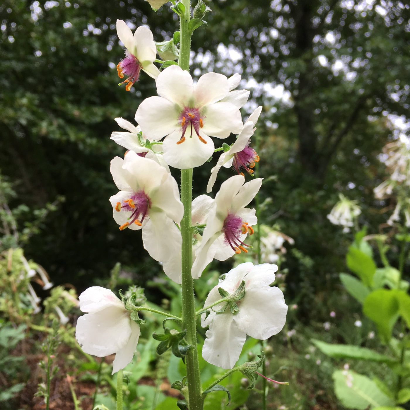 Verbascum blattaria white blush â puriri lane addenbrooke