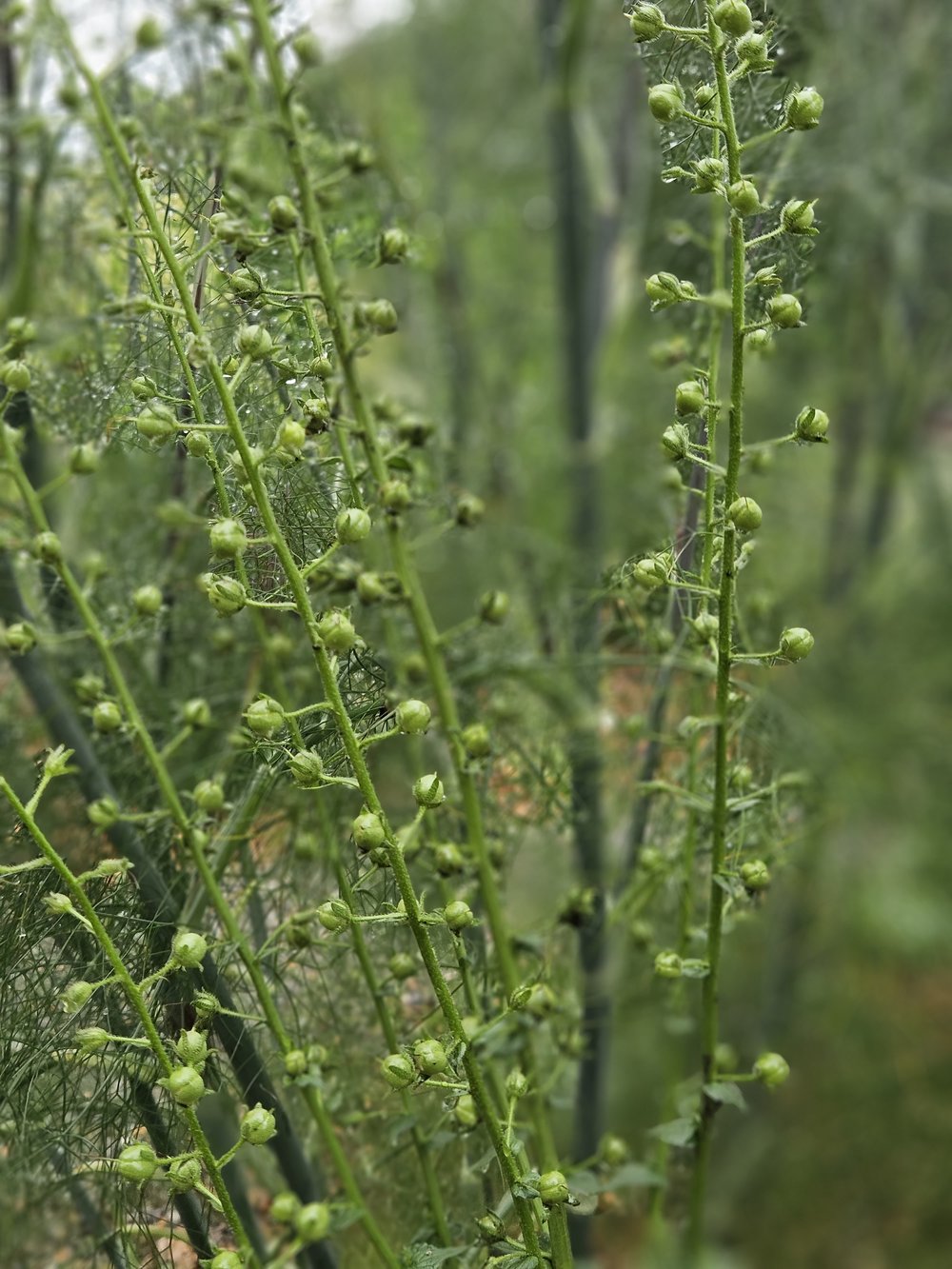 Verbascum blattaria f albiflorum â the old dairy nursery gardens