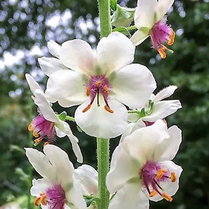 Verbascum blattaria