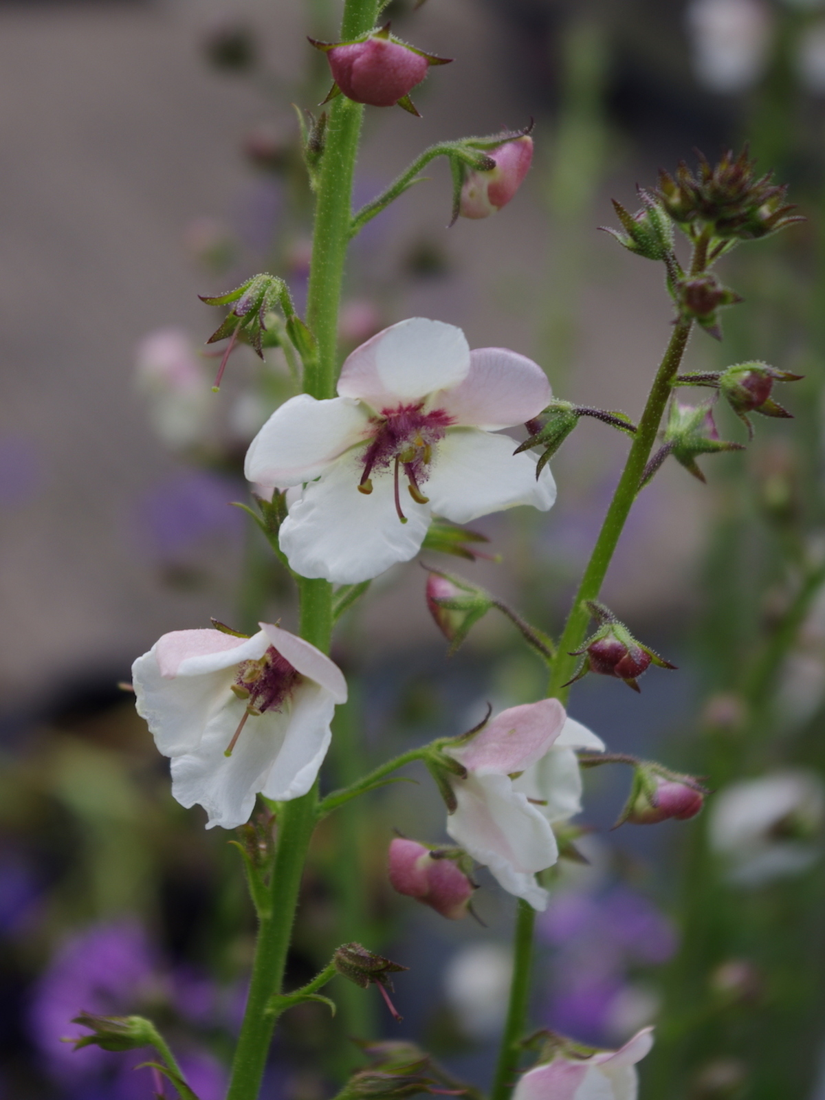 Verbascum blattaria f albiflorum