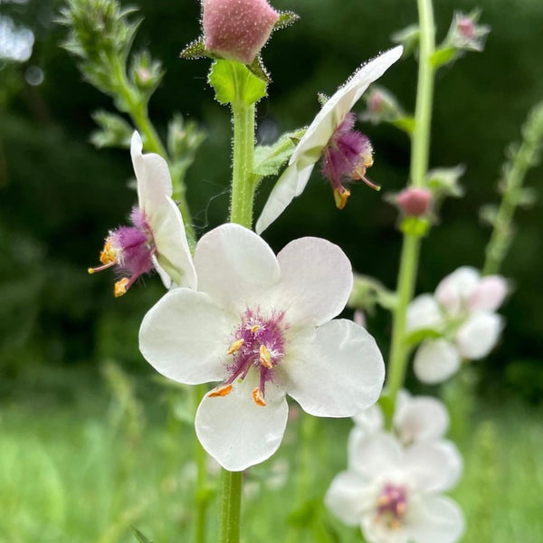 Verbascum blattaria falbiflorum â susie ripley gardening