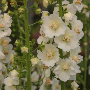 Verbascum blattaria alba seeds seeds moth mullein