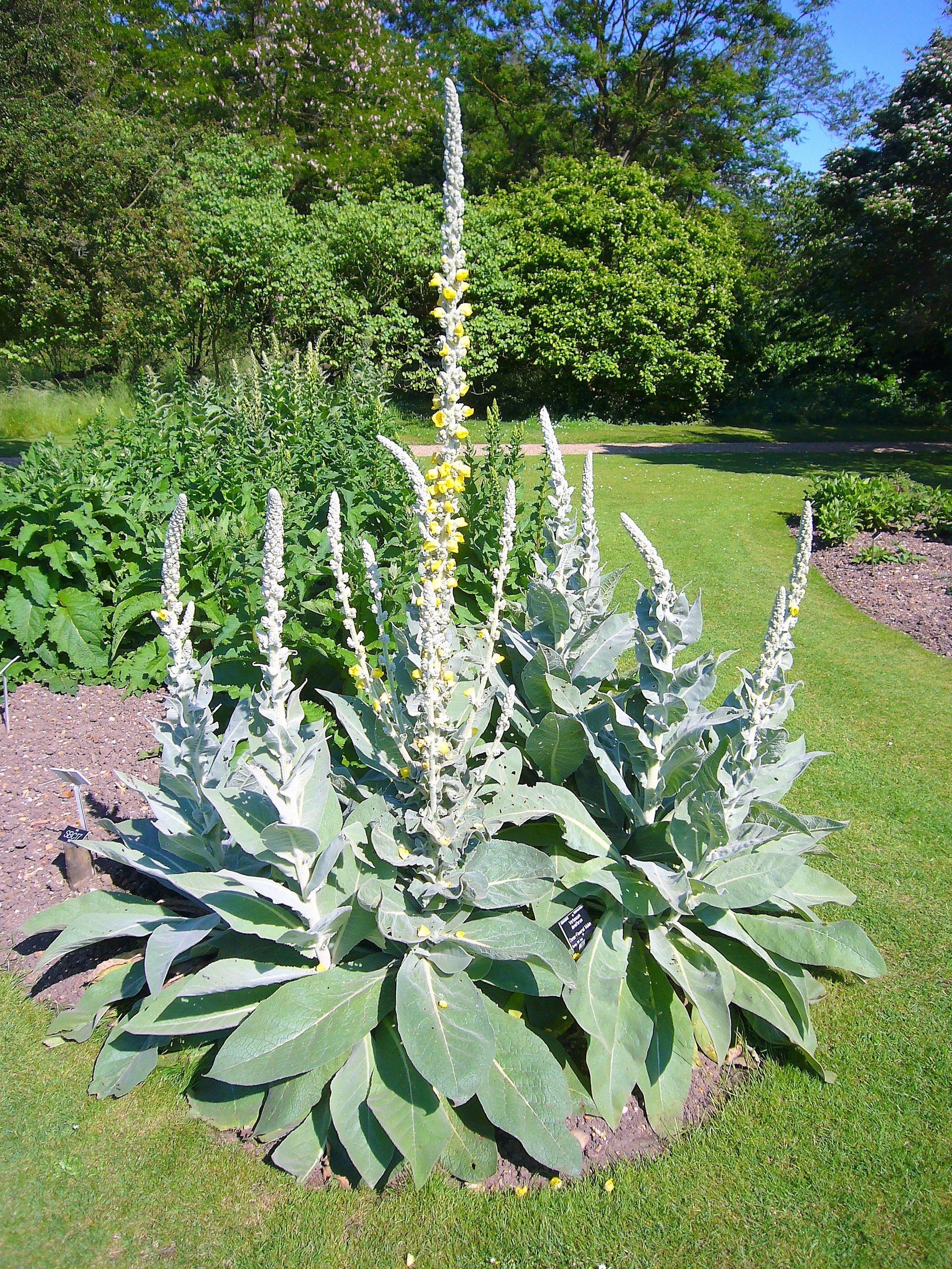 White blush verbascum blattaria albiflorum moth mullein flower see â seedville usa