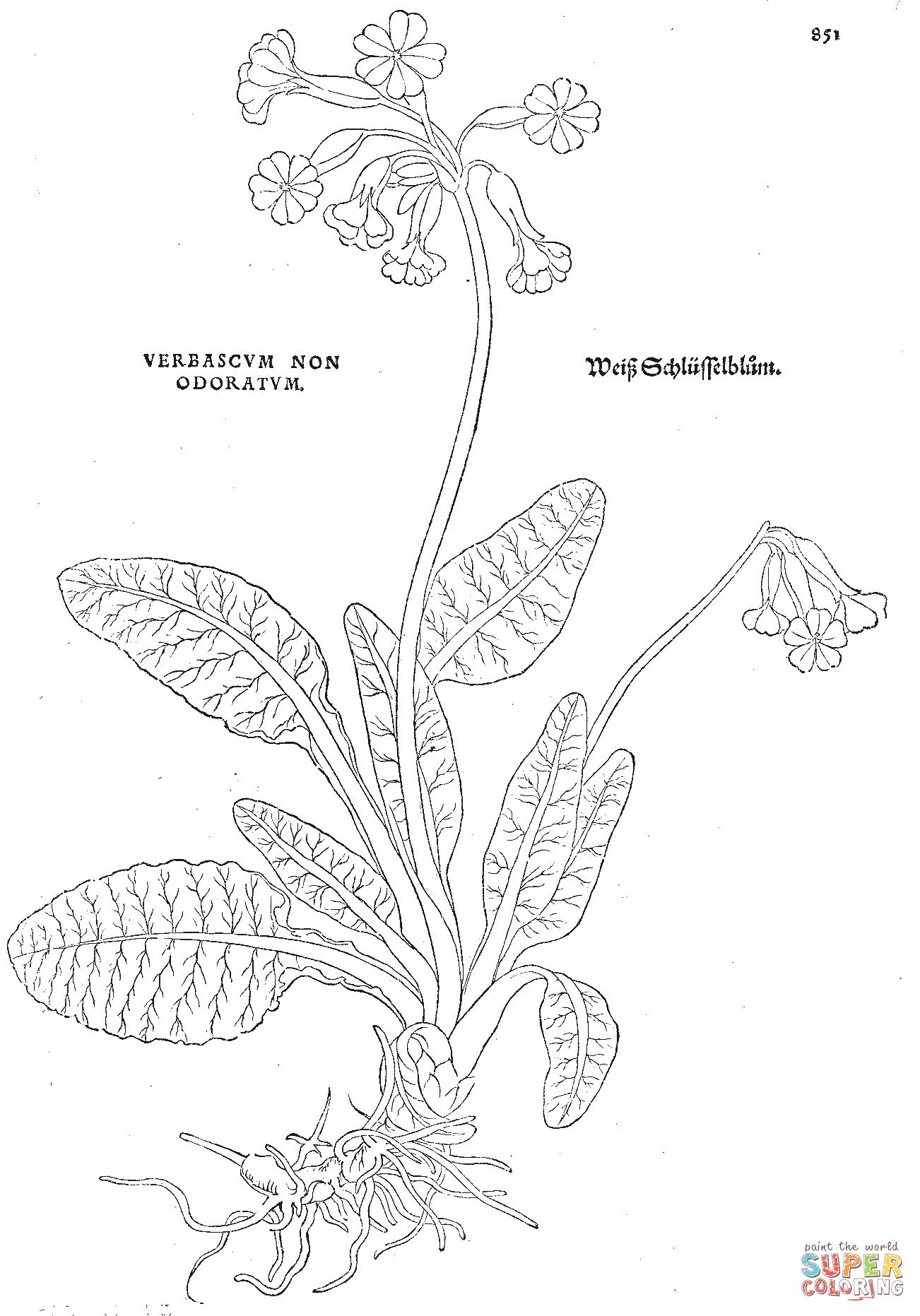 Verbascum non odoratum coloring page free printable coloring pages