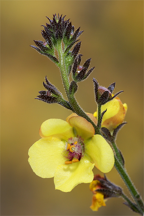 Scheda ipfi acta plantarum verbascumblattaria